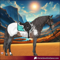 Horse Color:Brown Appaloosa 