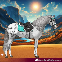 Horse Color:Black Appaloosa 