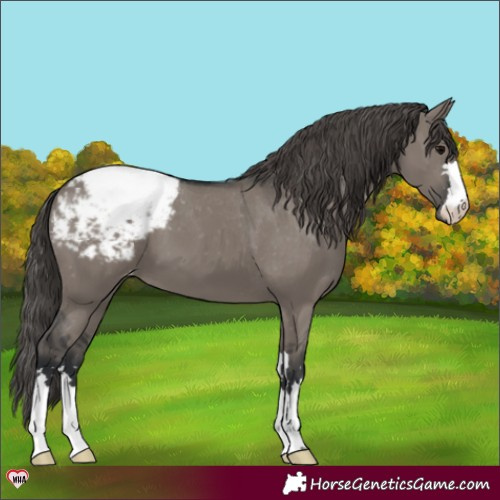 Horse Color:Grullo Appaloosa 