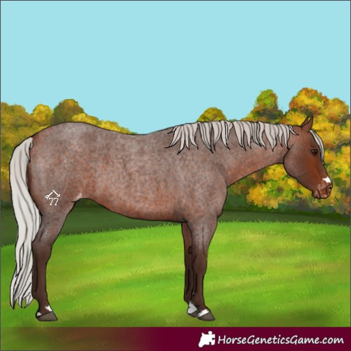 Horse Color:Silver Bay Roan Varnish 