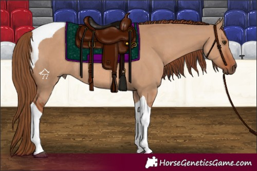 Horse Color:Red Dun Tobiano Rabicano