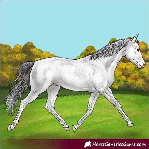 Horse Color:Buckskin Dun Sabino Rabicano 