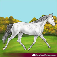 Horse Color:Buckskin Dun Sabino Rabicano 