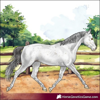 Horse Color:Buckskin Dun Sabino Rabicano 
