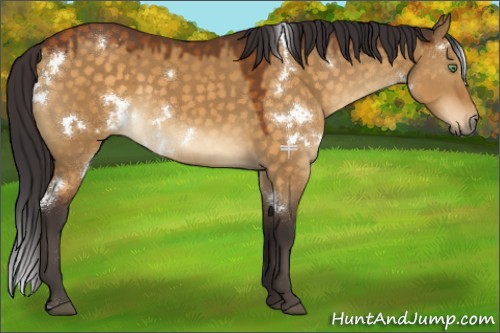 Horse Color:White Spotted Buckskin Dun 