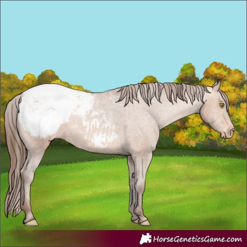 Horse Color:Amber Champagne Appaloosa 