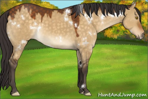 Horse Color:White Spotted Buckskin Dun 