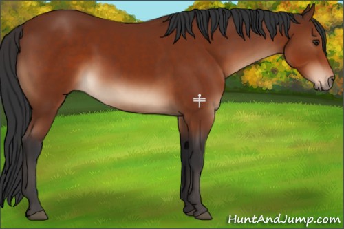 Horse Color:Brown Sabino 