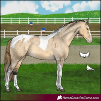 Horse Color:Buckskin Dun Mushroom Splash Tobiano Appaloosa 