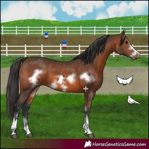Horse Color:Brown Sabino Frame 