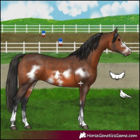 Horse Color:Brown Sabino Frame