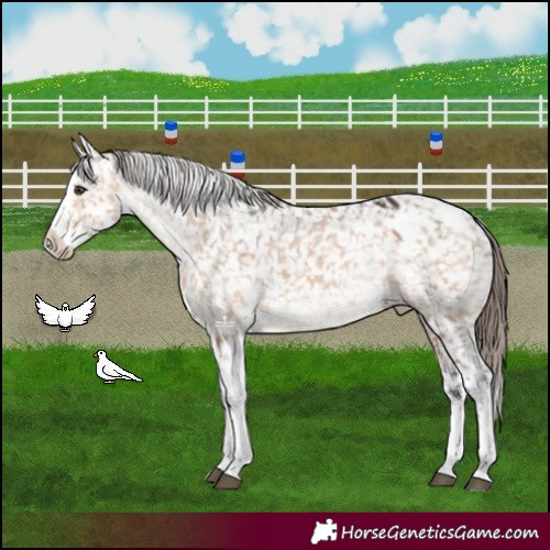 Horse Color:Brown Dun Splash Tobiano Appaloosa 