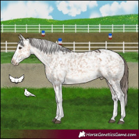 Horse Color:Brown Dun Splash Tobiano Snowflake Varnish 