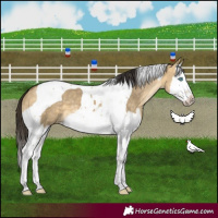 Horse Color:Buckskin Dun Mushroom Splash Tobiano 