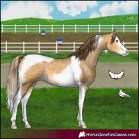 Horse Color:Buckskin Dun Splash Tobiano Blanket 