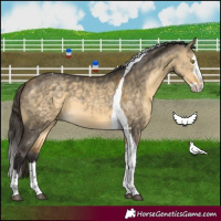 Horse Color:Buckskin Dun Mushroom Splash Tobiano 