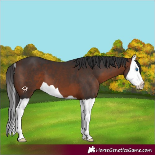 Horse Color:Bay Splash 