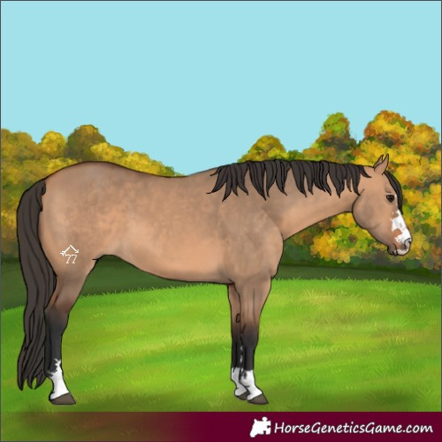 Horse Color:Bay Dun 