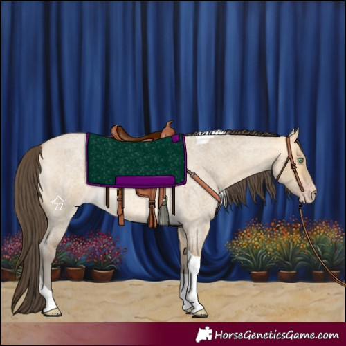 Horse Color:Amber Cream Champagne Roan Dun Tobiano 