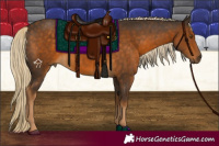 Horse Color:Chocolate Palomino 