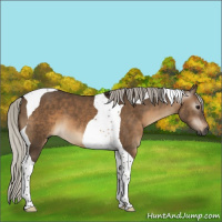 Horse Color:Gray Silver Bay Dun Tobiano