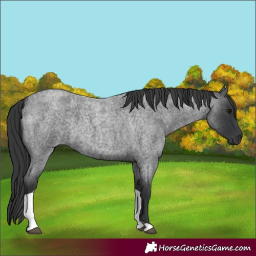 Horse Color:Blue Roan Tobiano