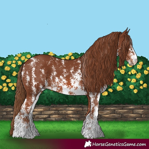 Horse Color:Chestnut Sabino 
