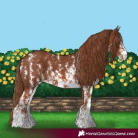 Horse Color:Chestnut Sabino