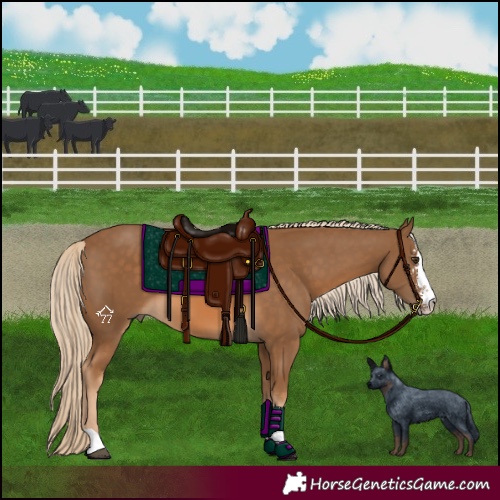 Horse Color:Chocolate Palomino Sabino 