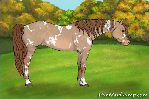 Horse Color:White Spotted Red Dun Sabino Appaloosa 