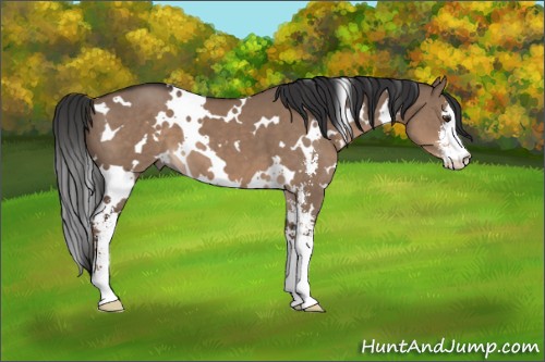 Horse Color:White Spotted Liver Red Dun Sabino 