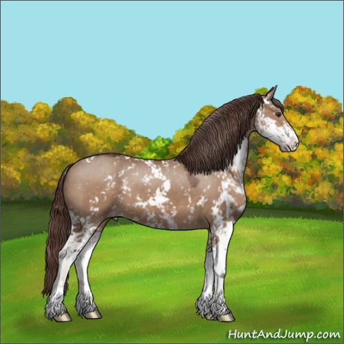 Horse Color:Liver Red Dun Sabino Appaloosa 