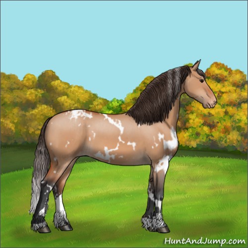 Horse Color:White Spotted Bay Dun Sabino Appaloosa 