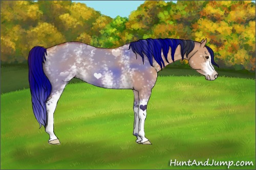 Horse Color:White Spotted Bay Dun 