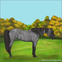 Horse Color:Smoky Blue Roan 
