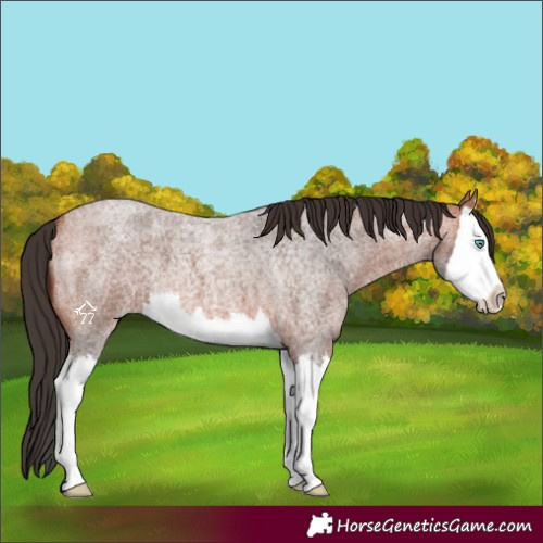 Horse Color:Bay Roan Splash