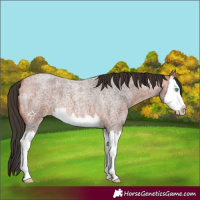 Horse Color:Bay Roan Splash