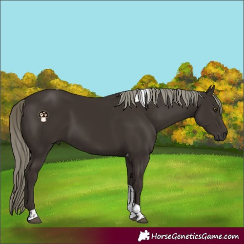 Horse Color:Liver Chestnut Mushroom Tobiano 