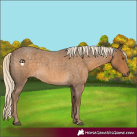 Horse Color:Chocolate Palomino Roan 