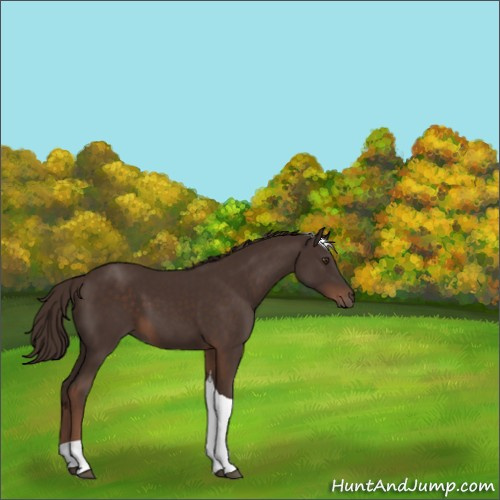 Horse Color:Liver Chestnut Tobiano 