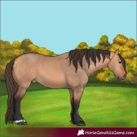 Horse Color:Bay Dun