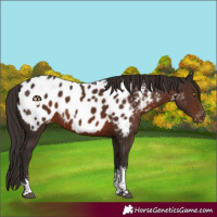 Horse Color:Liver Chestnut Sabino Tobiano Appaloosa 