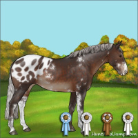 Horse Color:Silver Brown Sabino Appaloosa Rabicano 