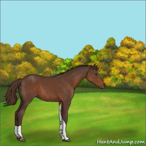Horse Color:Liver Chestnut Tobiano 