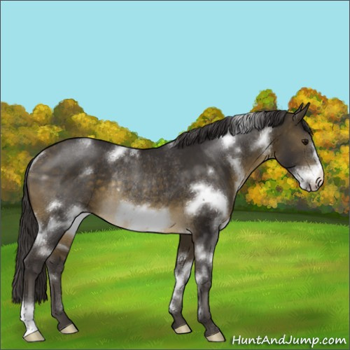 Horse Color:White Spotted Buckskin Frame Rabicano
