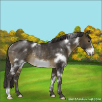 Horse Color:White Spotted Buckskin Frame Rabicano