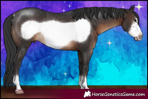 Horse Color:Brown Sabino Frame Rabicano