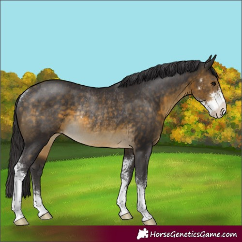 Horse Color:Buckskin Sabino Varnish Rabicano 