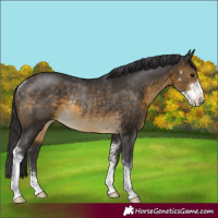 Horse Color:Buckskin Sabino Varnish Rabicano 
