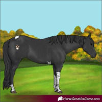 Horse Color:Black Tobiano 